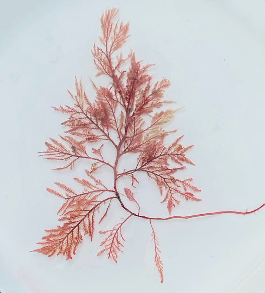 A beautiful Siphoned Feather Weed (Heterosiphonia plumosa) sustainably foraged by The DevonSeaweed Company