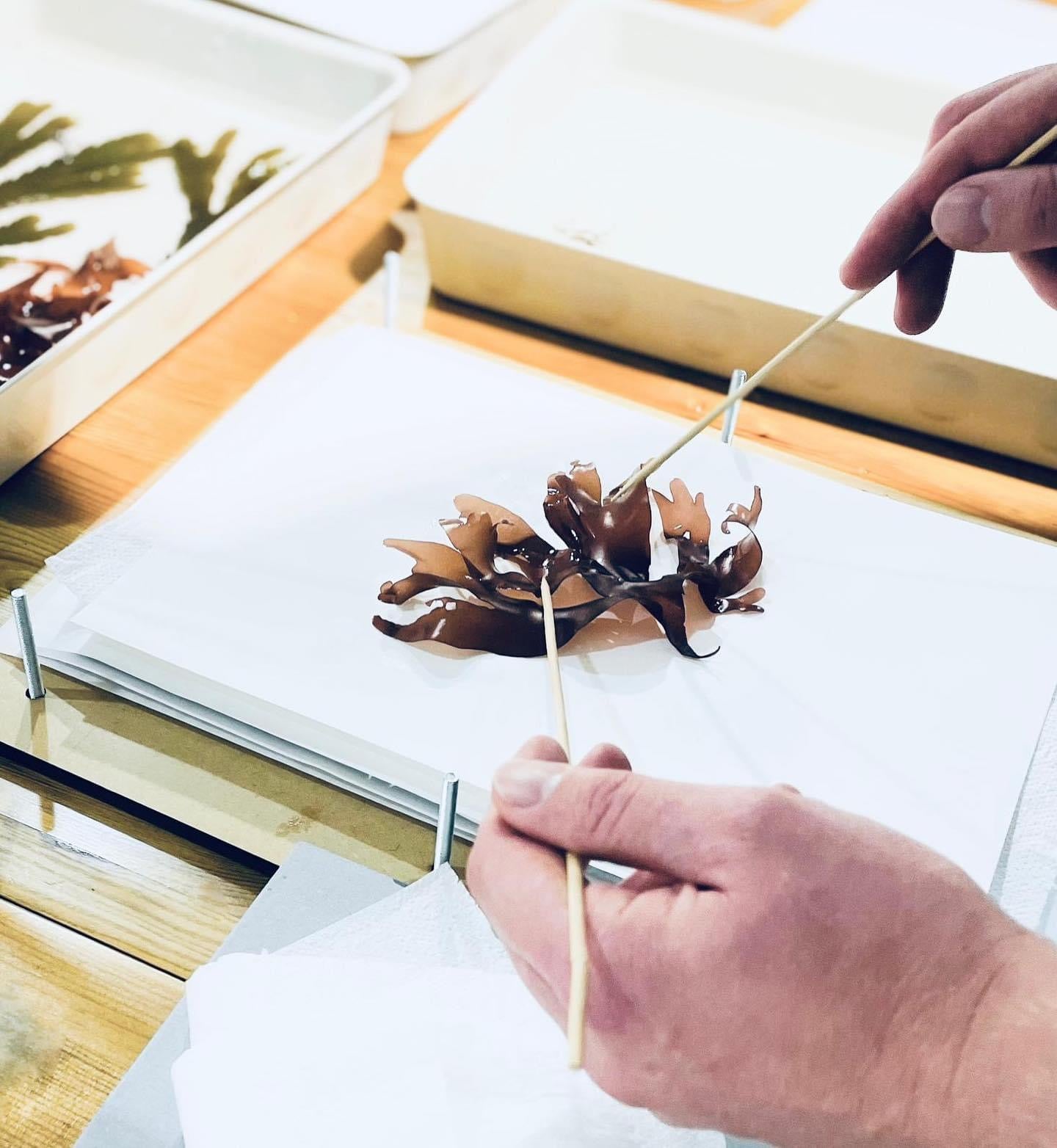 Seaweed Pressing Workshop Sunday 19th October 11-1pm