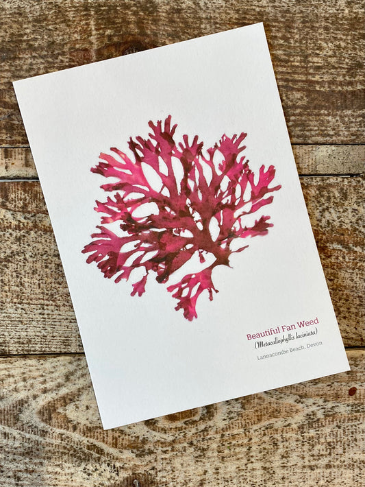 Beautiful Fan Weed Postcard (Lannacombe)