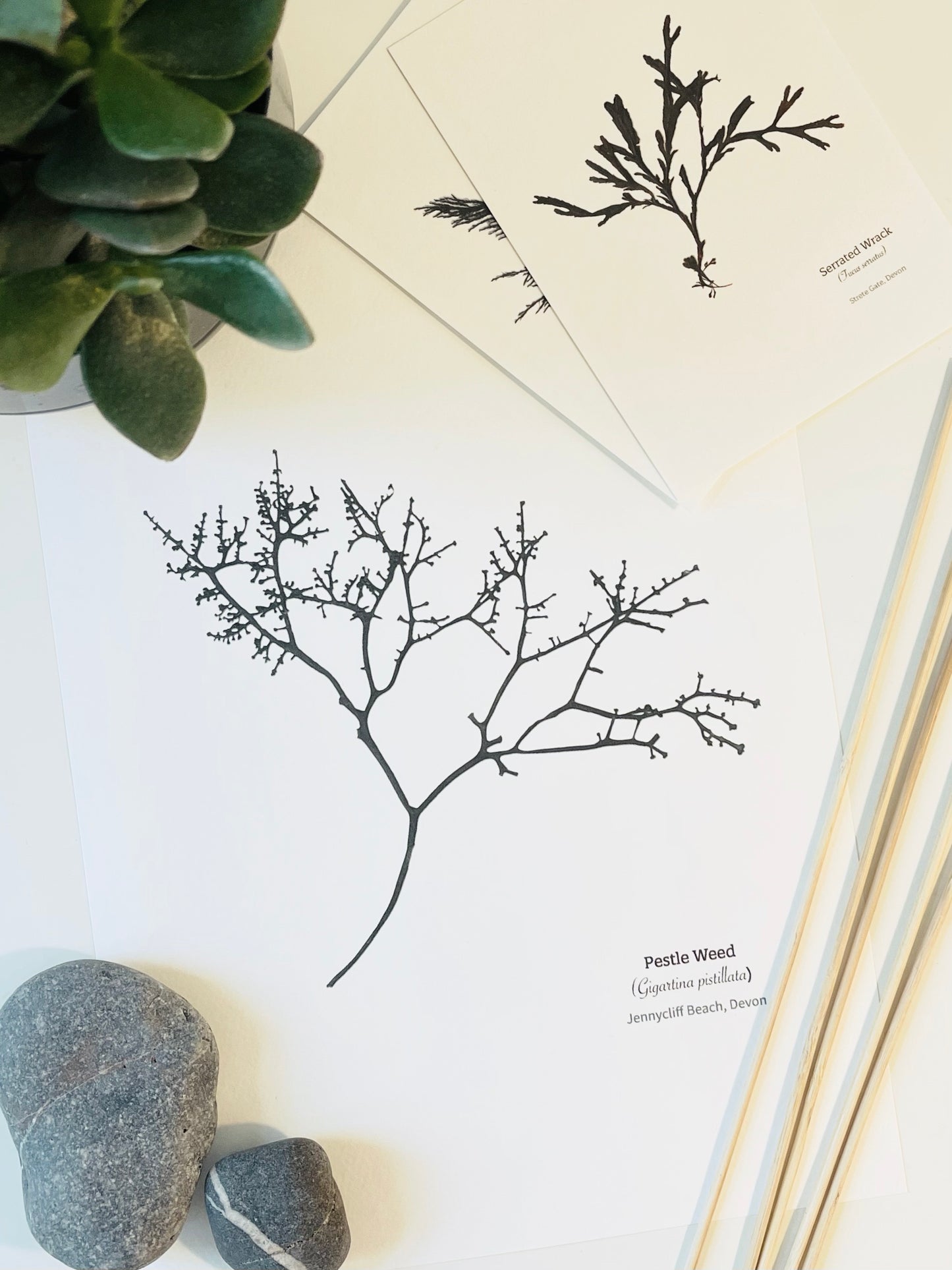 Pestle Weed Limited Edition Seaweed Print (Jennycliff Beach)